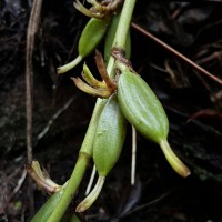Elettaria ensal (Gaertn.) Abeyw.